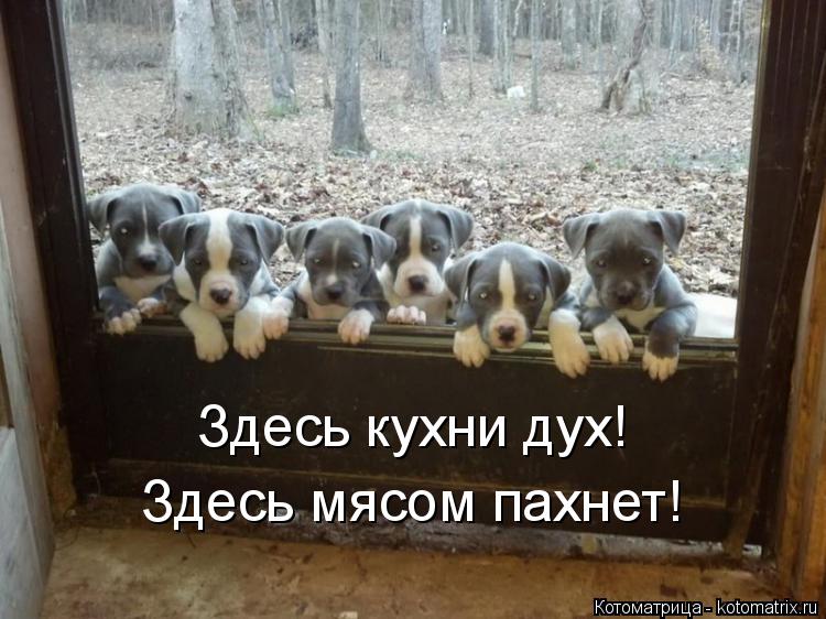 Котоматрица: Здесь кухни дух! Здесь мясом пахнет!