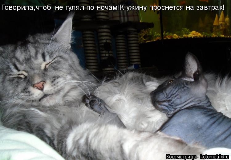 Говорила,чтоб не гулял по ночам!К ужину проснется на завтрак!... Котоматрица: Говорила,чтоб не гулял по ночам!К ужину проснется на завтрак!