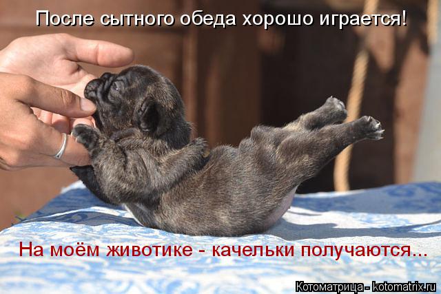 Котоматрица: На моём животике - качельки получаются... После сытного обеда хорошо играется!
