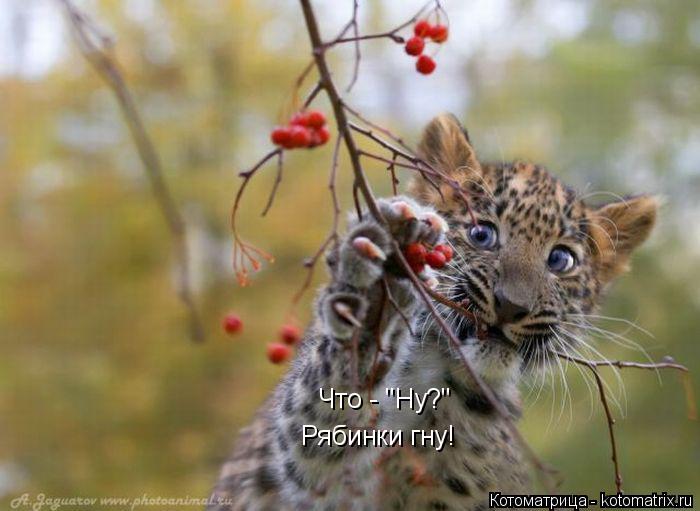 Котоматрица: Что - "Ну?" Рябинки гну!