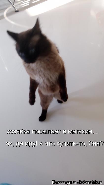 хозяйка посылает в магазин... эх, да иду! а что купить-то, Зин?... Котоматрица: хозяйка посылает в магазин... эх, да иду! а что купить-то, Зин?