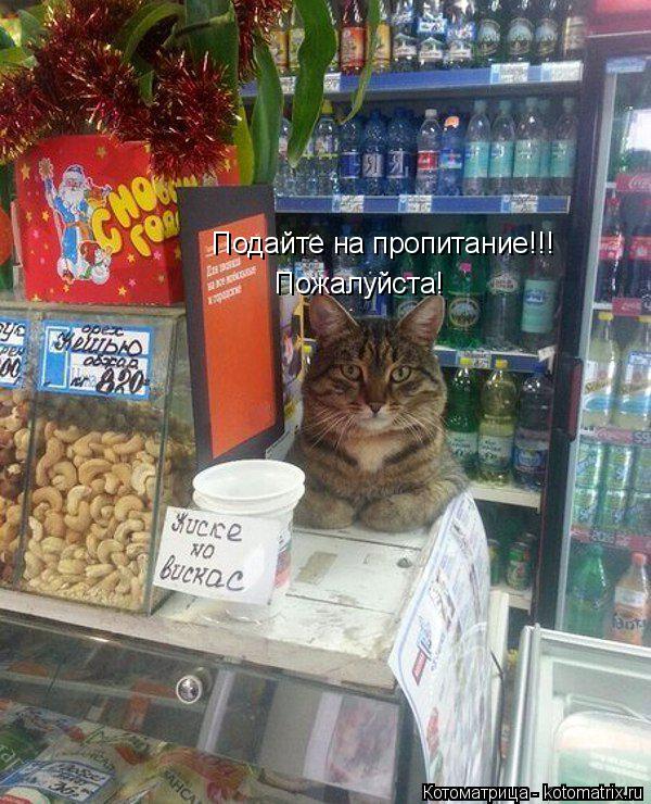 Подайте на пропитание!!! Пожалуйста!... Котоматрица: Подайте на пропитание!!! Пожалуйста!