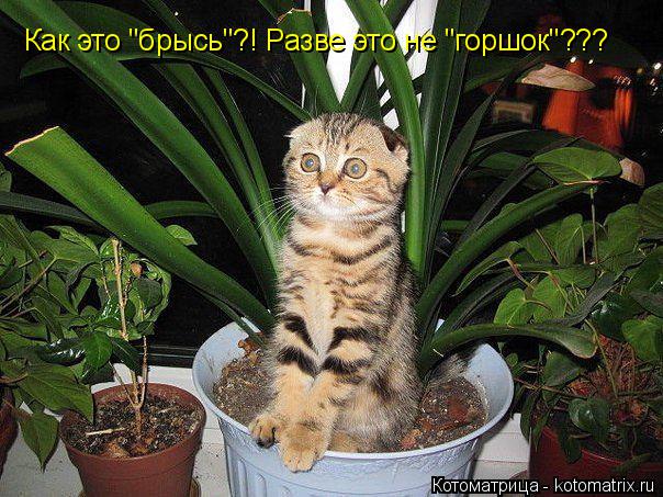 Как это "брысь"?! Разве это не "горшок"???... Котоматрица: Как это "брысь"?! Разве это не "горшок"???