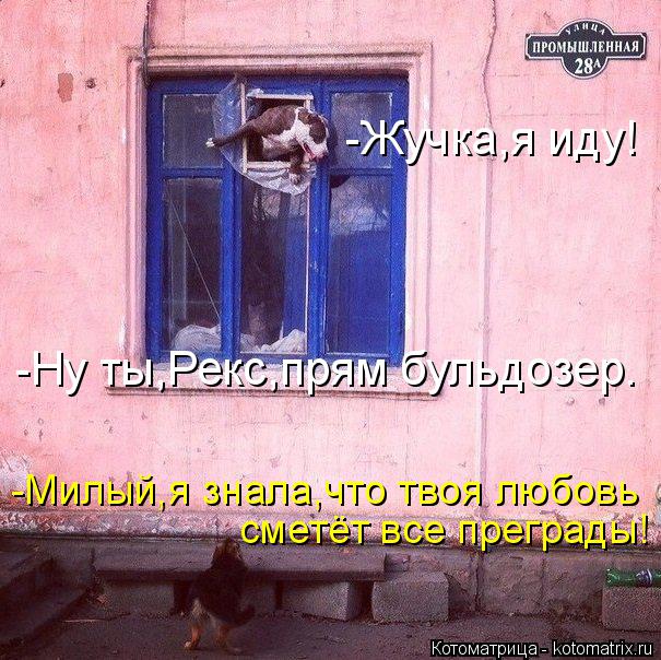 -Жучка,я иду! -Ну ты,Рекс,прям бульдозер. -Милый,я знала,что твоя любовь сметёт все преграды!... Котоматрица: -Жучка,я иду! -Ну ты,Рекс,прям бульдозер. -Милый,я знала,что твоя любовь сметёт все преграды!