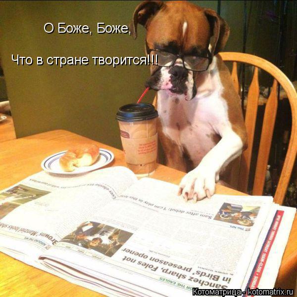 О Боже, Боже, Что в стране творится!!!... Котоматрица: О Боже, Боже, Что в стране творится!!!