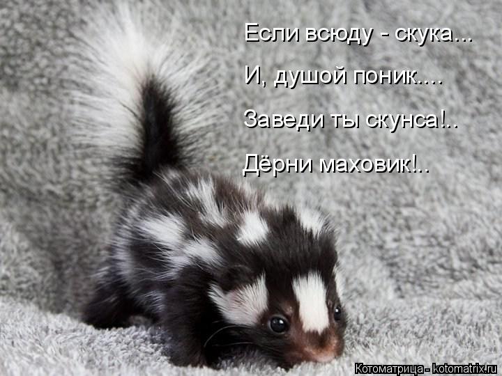 Если всюду - скука... И, душой поник.... Заведи ты скунса!.. Дёрни маховик!..... Котоматрица: Если всюду - скука... И, душой поник.... Заведи ты скунса!.. Дёрни маховик!..