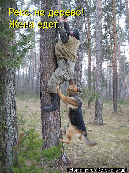 Котоматрица: Рекс, на дерево! Жена едет...
