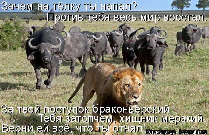Котоматрица: Верни ей всё, что ты отнял! Тебя затопчем, хищник мерзкий. За твой поступок браконьерский Зачем на тёлку ты напал? Против тебя весь мир восст