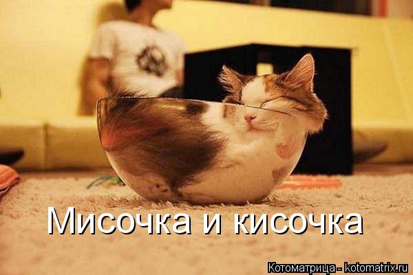 Мисочка и кисочка... Котоматрица: Мисочка и кисочка