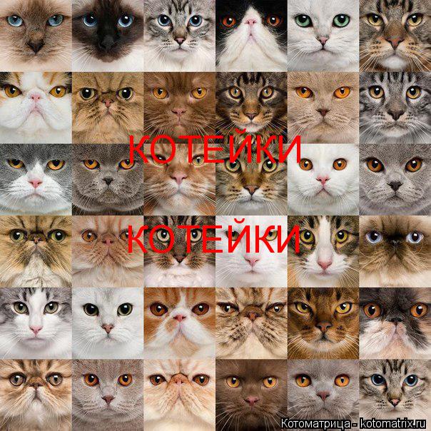 Котоматрица: КОТЕЙКИ КОТЕЙКИ