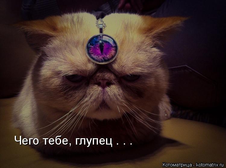 Котоматрица: Чего тебе, глупец . . .