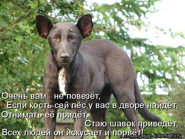 Всех людей он искусает и порвёт! Стаю шавок приведёт, Отнимать её придёт, Если кость сей пёс у вас в ... Котоматрица: Всех людей он искусает и порвёт! Стаю шавок приведёт, Отнимать её придёт, Если кость сей пёс у вас в дворе найдёт, Очень вам не повезёт,