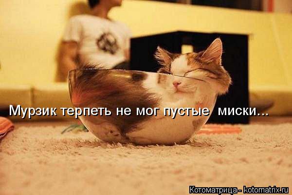 Мурзик терпеть не мог пустые миски...... Котоматрица: Мурзик терпеть не мог пустые миски...