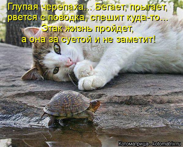 Котоматрица: Глупая черепаха... Бегает, прыгает, рвется с поводка, спешит куда-то... Этак жизнь пройдет,  а она за суетой и не заметит!
