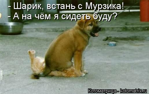 - Шарик, встань с Мурзика! - А на чём я сидеть буду?... Котоматрица: - Шарик, встань с Мурзика! - А на чём я сидеть буду?