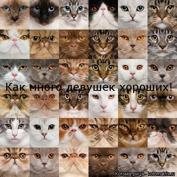Как много девушек хороших!... Котоматрица: Как много девушек хороших!