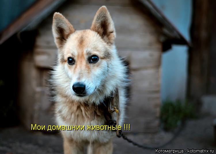 Мои домашнии животные !!!... Котоматрица: Мои домашнии животные !!!