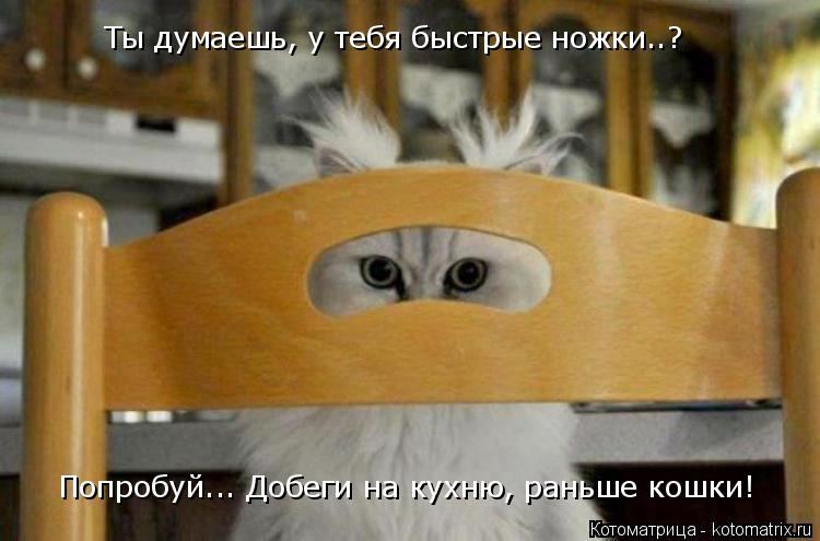 Попробуй... Добеги на кухню, раньше кошки! Ты думаешь, у тебя быстрые ножки..?... Котоматрица: Попробуй... Добеги на кухню, раньше кошки! Ты думаешь, у тебя быстрые ножки..?