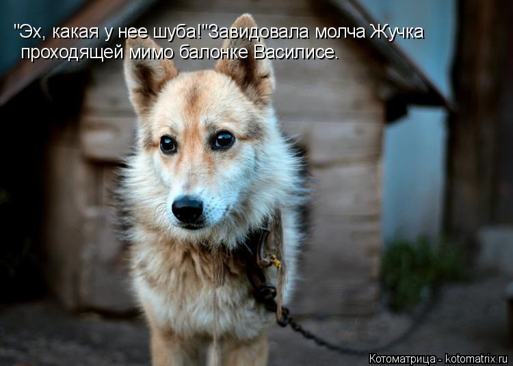 "Эх, какая у нее шуба!"Завидовала молча Жучка проходящей мимо балонке Василисе.... Котоматрица: "Эх, какая у нее шуба!"Завидовала молча Жучка проходящей мимо балонке Василисе.