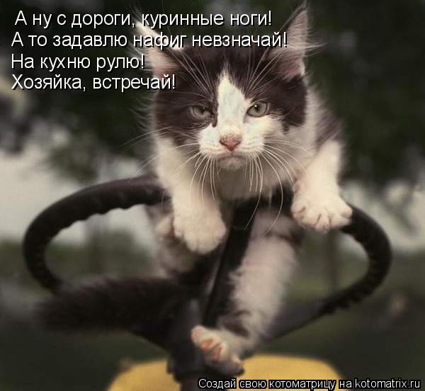 А ну с дороги, куринные ноги! А то задавлю нафиг невзначай! На кухню рулю! Хозяйка, встречай!... Котоматрица: А ну с дороги, куринные ноги! А то задавлю нафиг невзначай! На кухню рулю! Хозяйка, встречай!