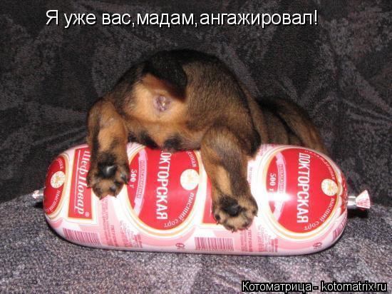 Я уже вас,мадам,ангажировал!... Котоматрица: Я уже вас,мадам,ангажировал!