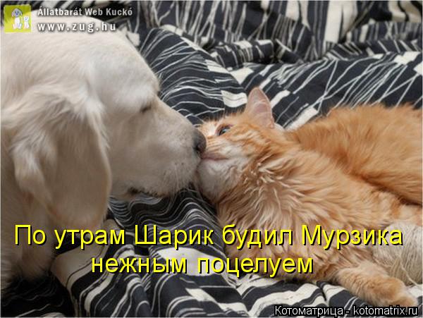 По утрам Шарик будил Мурзика нежным поцелуем... Котоматрица: По утрам Шарик будил Мурзика нежным поцелуем