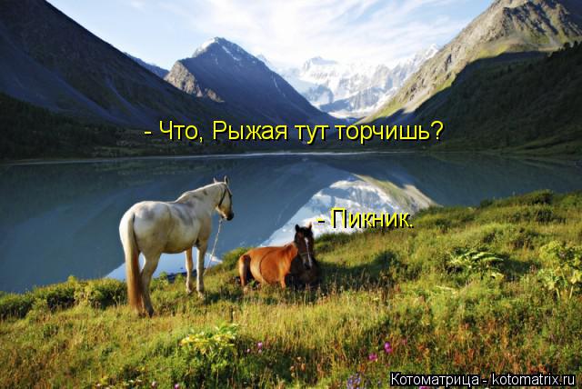 - Что, Рыжая тут торчишь? - Пикник.... Котоматрица: - Что, Рыжая тут торчишь? - Пикник.