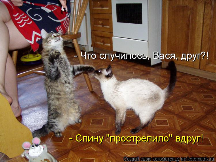 - Что случилось, Вася, друг?! - Спину "прострелило" вдруг!... Котоматрица: - Что случилось, Вася, друг?! - Спину "прострелило" вдруг!