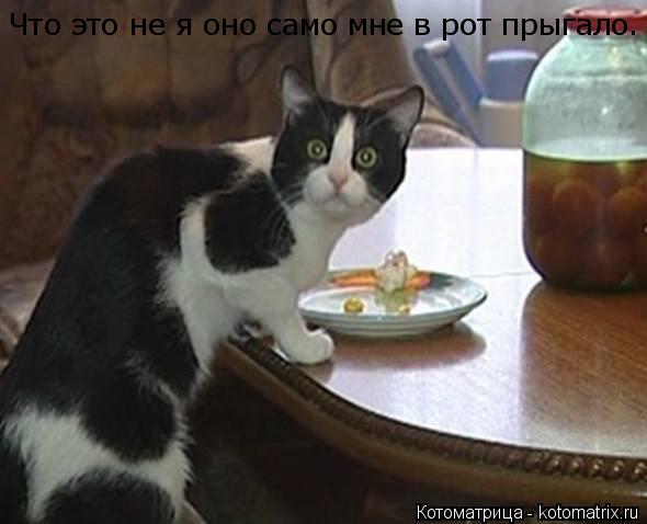Что это не я оно само мне в рот прыгало.... Котоматрица: Что это не я оно само мне в рот прыгало.