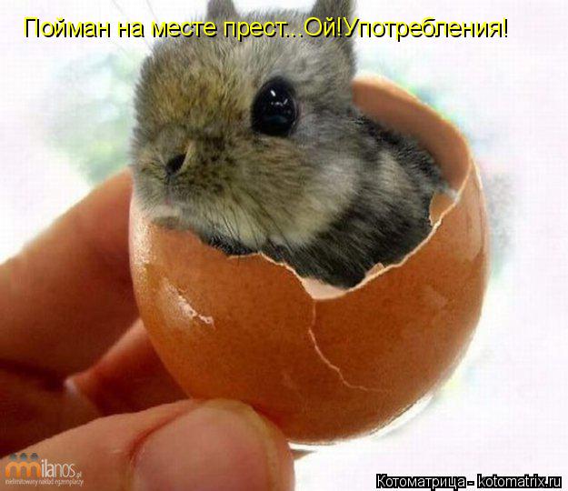 Пойман на месте прест...Ой!Употребления!... Котоматрица: Пойман на месте прест...Ой!Употребления!