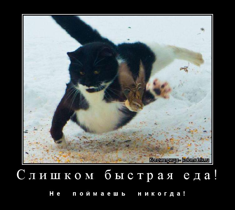 Слишком быстрая еда! Н е п о й м а е ш ь н и к о г д а !... Котоматрица: Слишком быстрая еда! Н е п о й м а е ш ь н и к о г д а !