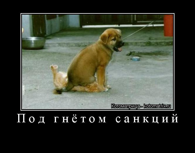 Котоматрица: Под гнётом санкций 