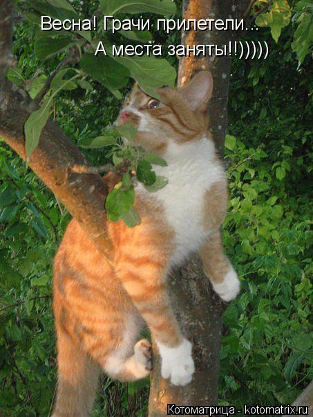 Весна! Грачи прилетели... А места заняты!!)))))... Котоматрица: Весна! Грачи прилетели... А места заняты!!)))))