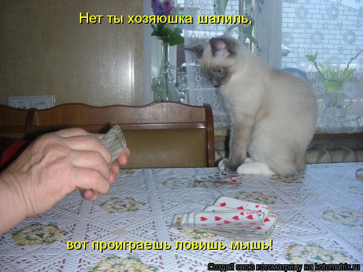 Котоматрица: Нет ты хозяюшка шалиль, вот проиграешь ловишь мышь!