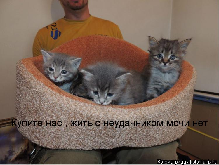 Котоматрица: Купите нас , жить с неудачником мочи нет
