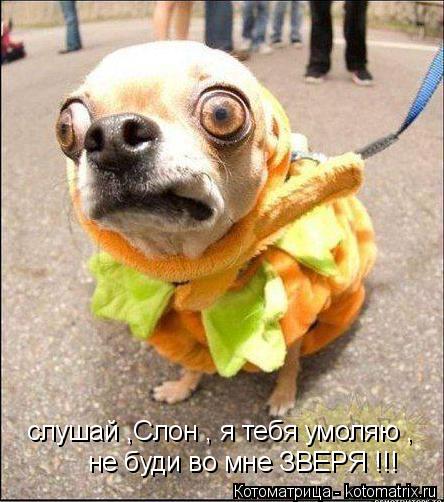 слушай ,Слон , я тебя умоляю , не буди во мне ЗВЕРЯ !!!... Котоматрица: слушай ,Слон , я тебя умоляю , не буди во мне ЗВЕРЯ !!!