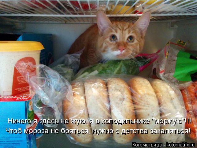 Чтоб мороза не бояться, нужно с детства закаляться! Ничего я здесь не жую, я в холодильнике "моржую"!... Котоматрица: Чтоб мороза не бояться, нужно с детства закаляться! Ничего я здесь не жую, я в холодильнике "моржую"!!!