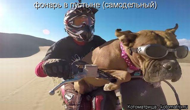 Котоматрица: фонарь в пустыне (самодельный)