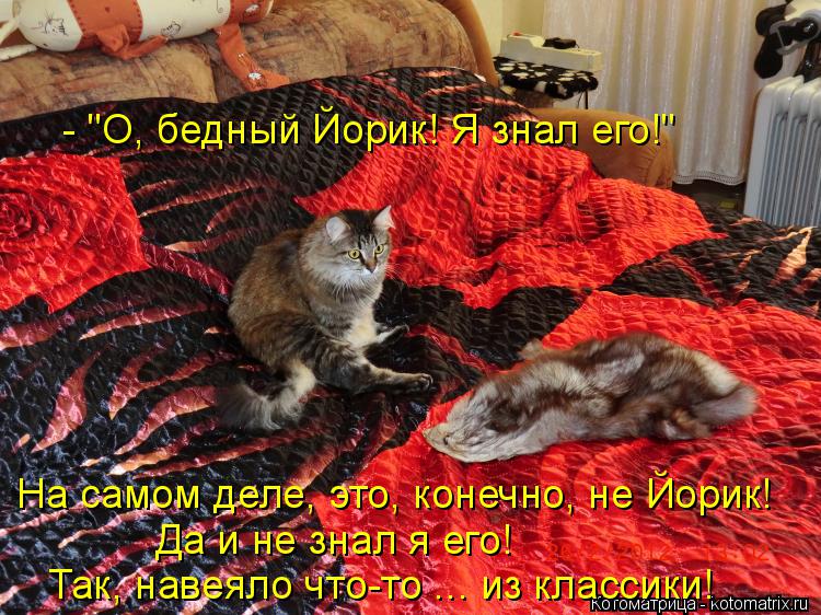 На самом деле, это, конечно, не Йорик! - "О, бедный Йорик! Я знал его!" Да и не знал я его! Так, наве... Котоматрица: На самом деле, это, конечно, не Йорик! - "О, бедный Йорик! Я знал его!" Да и не знал я его! Так, навеяло что-то ... из классики!
