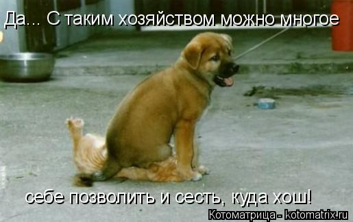 Котоматрица: Да... С таким хозяйством можно многое  себе позволить и сесть, куда хош!