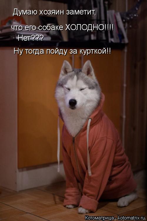 Думаю хозяин заметит, что его собаке ХОЛОДНО!!!! Нет??? Ну тогда пойду за курткой!!... Котоматрица: Думаю хозяин заметит, что его собаке ХОЛОДНО!!!! Нет??? Ну тогда пойду за курткой!!