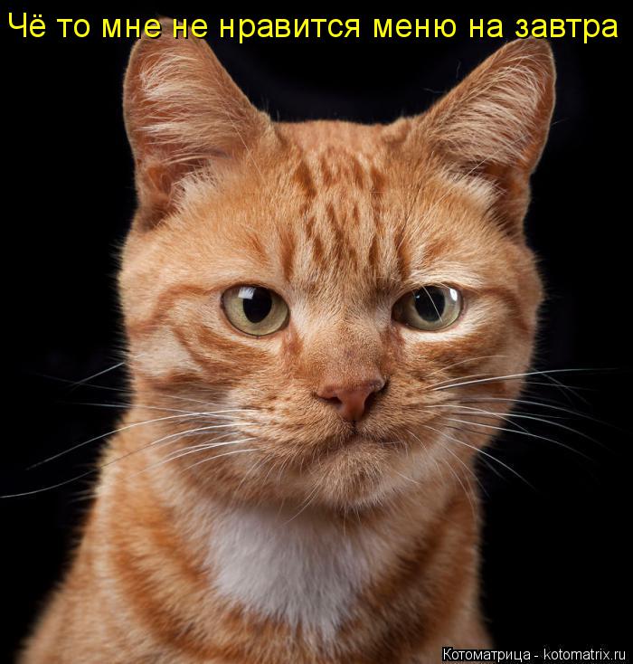 Котоматрица: Чё то мне не нравится меню на завтра