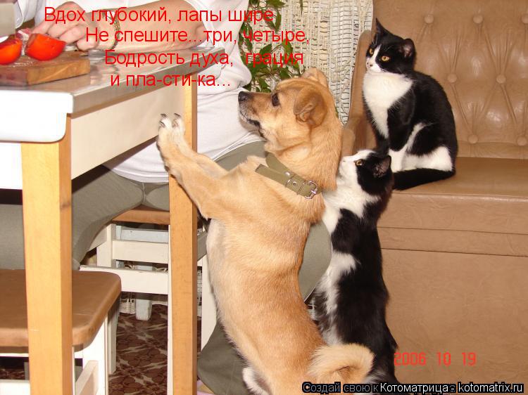 Вдох глубокий, лапы шире Не спешите...три, четыре, Бодрость духа, грация и пла-сти-ка...... Котоматрица: Вдох глубокий, лапы шире Не спешите...три, четыре, Бодрость духа, грация и пла-сти-ка...