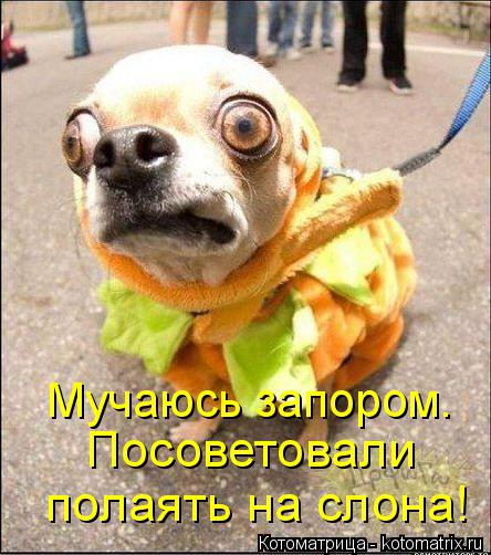 Посоветовали полаять на слона! Мучаюсь запором.... Котоматрица: Посоветовали полаять на слона! Мучаюсь запором.