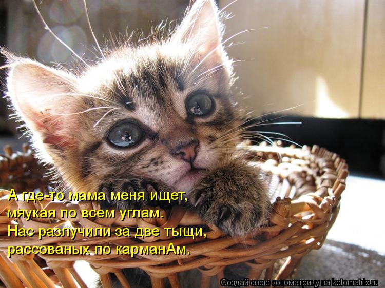 Котоматрица: А где-то мама меня ищет,  мяукая по всем углам. Нас разлучили за две тыщи, рассованых по карманАм.