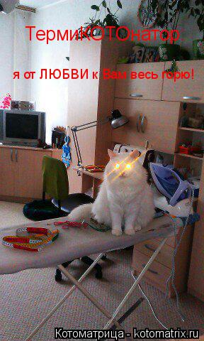 Котоматрица: ТермиКОТОнатор: я от ЛЮБВИ к Вам весь горю!