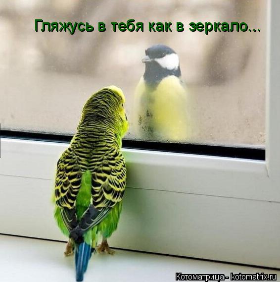 Гляжусь в тебя как в зеркало...... Котоматрица: Гляжусь в тебя как в зеркало...