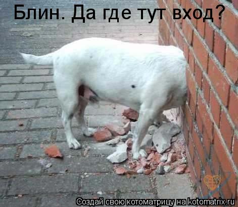 Котоматрица: Блин. Да где тут вход?