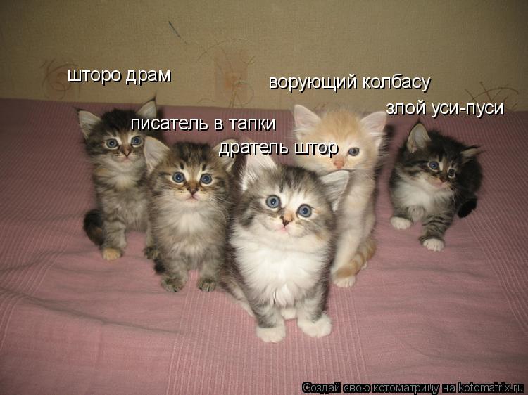 Котоматрица: шторо драм писатель в тапки дратель штор ворующий колбасу злой уси-пуси