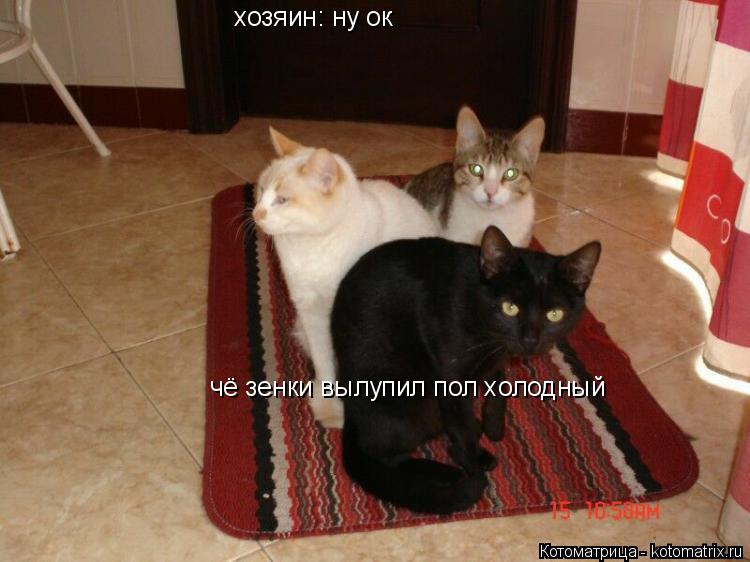 чё зенки вылупил пол холодный хозяин: ну ок... Котоматрица: чё зенки вылупил пол холодный хозяин: ну ок